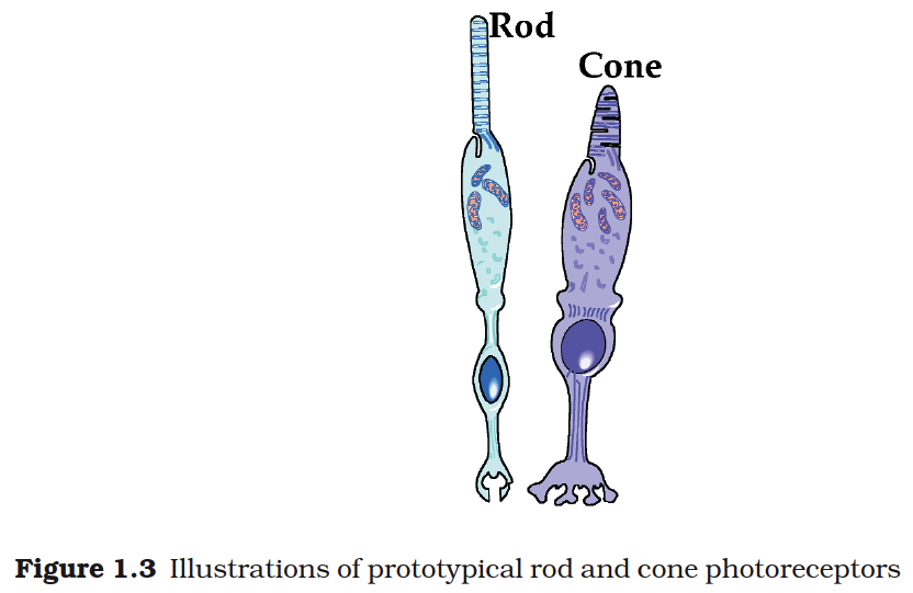 Rods and Cones
